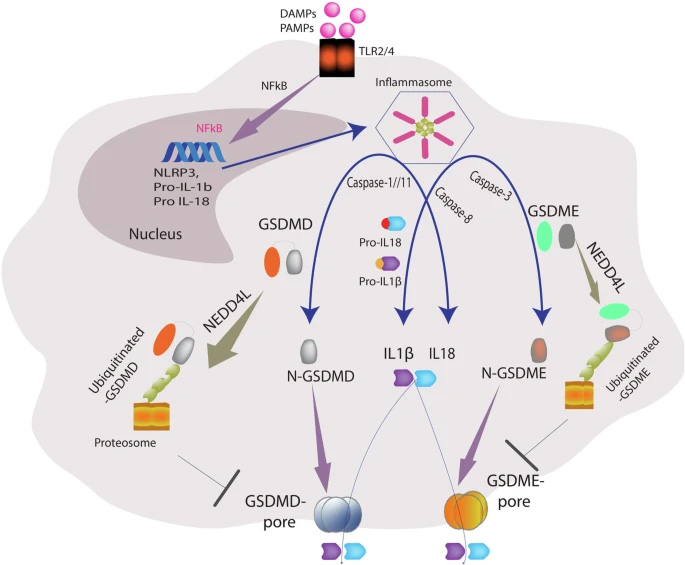 NEDD4L通过泛素化GSDMD与GSDME调控细胞焦亡