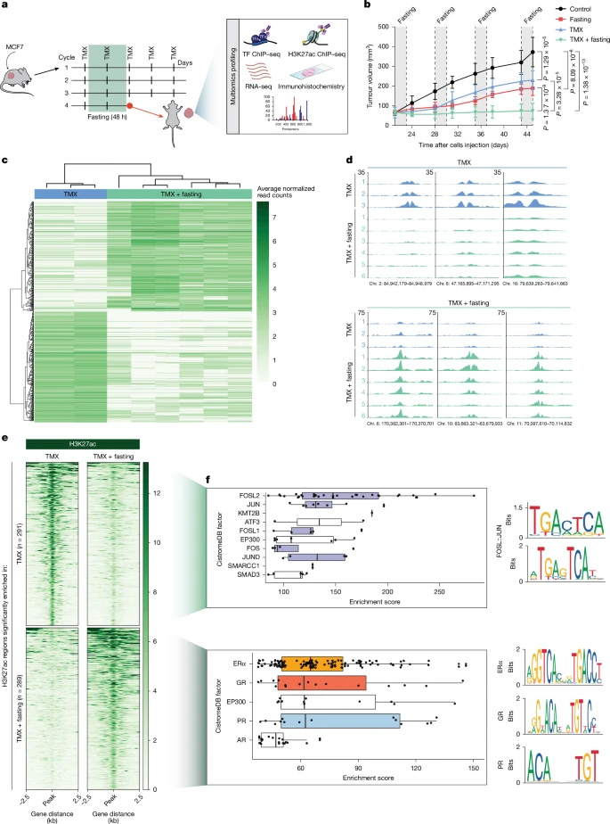 禁食可诱导经他莫昔芬处理的异种移植瘤中组蛋白H3K27位乙酰化发生改变