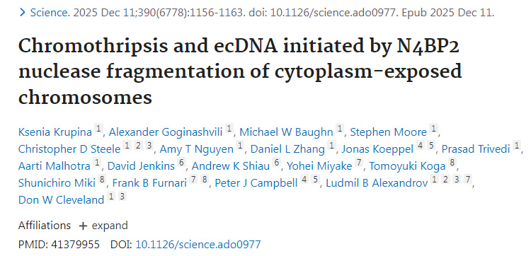 染色体碎裂与染色体外环状DNA的形成由N4BP2核酸酶对胞质暴露染色体的断裂所引发 染色体碎裂与染色体外环状DNA的形成由N4BP2核酸酶对胞质暴露染色体的断裂所引发