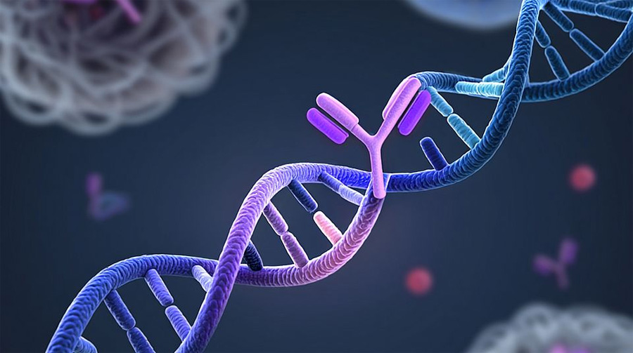 药物靶点中发生的单个氨基酸改变可导致抗体疗法失效