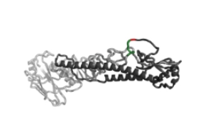 分选酶A在蛋白修饰上的应用