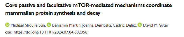 核心被动机制与兼性mTOR介导机制协同调控哺乳动物的蛋白质合成与降解