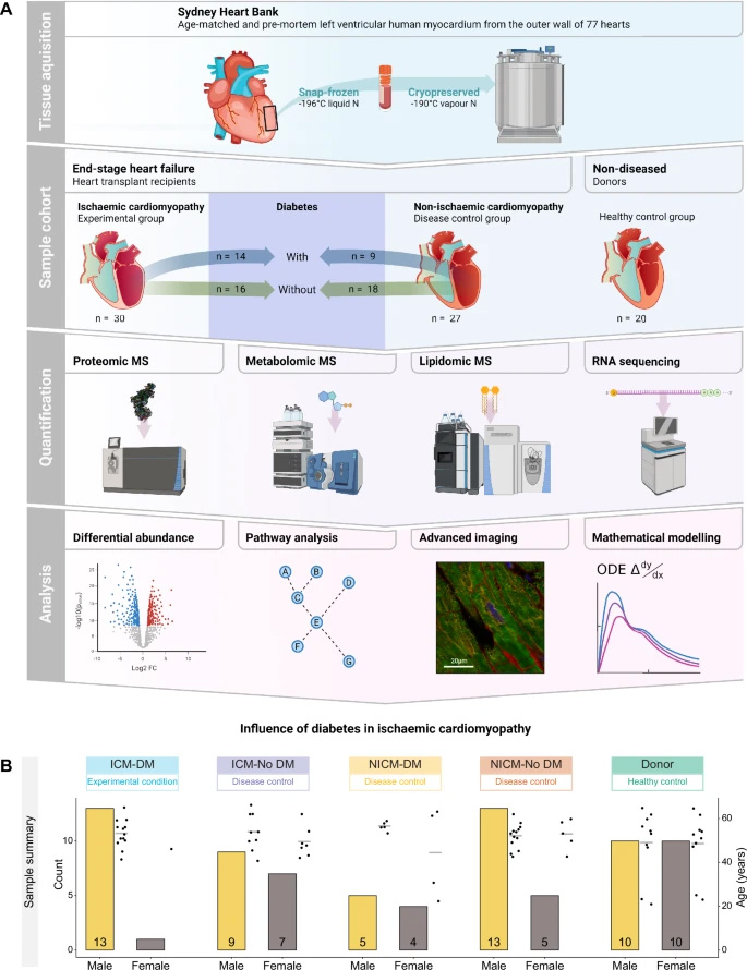 实验设计、工作流程与样本概述