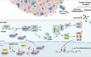 中大团队揭示乳腺癌细胞逃避免疫防御的新机制