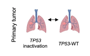 《自然遗传学》：首次破译了乳腺癌脑转移的机制