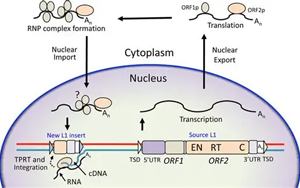 Cancer Discovery：跳跃基因通过新途径促进癌症发展