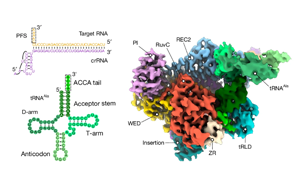 RNA触发的Cas12a3通过切割tRNA尾部执行细菌免疫新机制