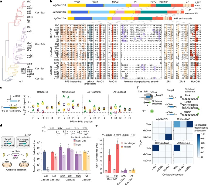 两个与V型Cas12a2核酸酶相关的不同进化分支，可被RNA激活并实现对RNA（而非DNA）的剪切功能