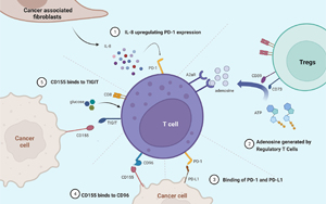 《自然免疫学》：对如何利用免疫系统对抗癌症有了新的认识