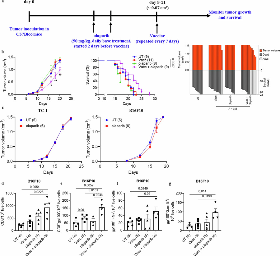 PARP抑制增强CD8+ T细胞的抗肿瘤效应 PARP抑制增强CD8+ T细胞的抗肿瘤效应