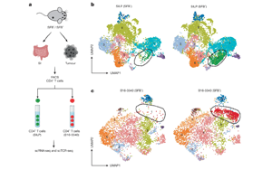 肠道菌群诱导的T细胞可塑性：微生物抗原模拟增强免疫检查点阻断疗效的新机制