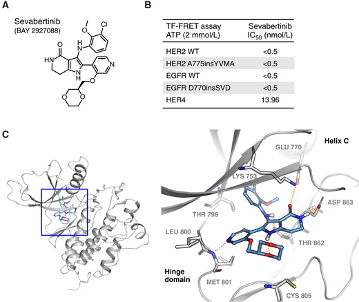 sevabertinib是一种针对HER2外显子20插入突变的高效选择性抑制剂