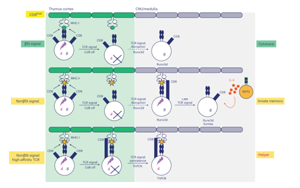 胸腺肽选择性决定CD8+T细胞功能亚群分化的新机制：β5t肽与非β5t肽通过调控TCR信号持续性引导谱系命运