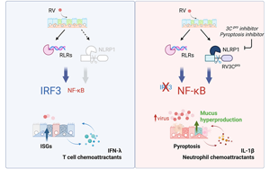 干扰素反应是对抗鼻病毒感染的关键