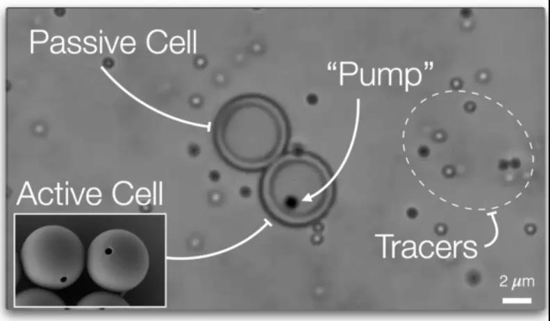 Nature重磅：离人造生命又近一步？具有主动运输能力的“人造细胞”问世！