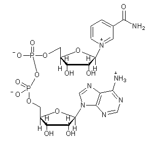 NAD（氧化型辅酶I）