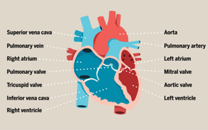 《细胞》重磅！科学家成功培育全球人类自组织心脏类器官，可自主跳动且能自我修复