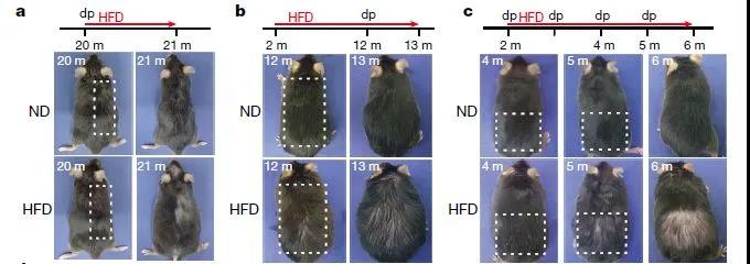 Nature：远离高脂饮食！脂肪不仅会让你长胖，还会让你变秃