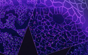 新研究发现:口腔细菌或能激活致癌基因
