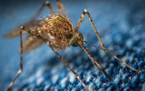 世界上恐怖的蚊子遇上神奇的CRISPR基因编辑技术，能否终结疟疾？