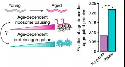 核糖体停顿+蛋白质失衡，时间这把“杀猪刀”！