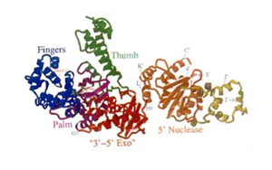 高保真性 高纯度耐热sTaq DNA Polymerase