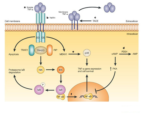TNF-α：历久弥新的促炎细胞因子靶点