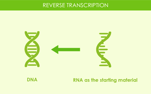 Seebio(R) Reverse Transcriptase逆转录酶