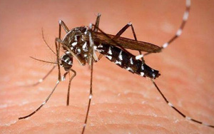 Nature：蚊子为什么对你“偏爱”？“以身诱蚊”的科学家找到了答案