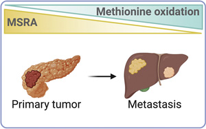Cell子刊：胰腺癌细胞中引发转移性疾病的分子开关