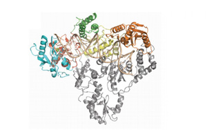 PNAS揭示了人类内源性逆转录酶的结构
