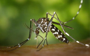 Cell：病毒如何操纵宿主体味 更加吸引蚊子传播病毒