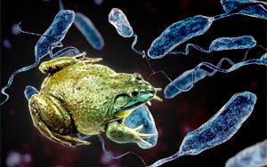 巧合？又是武汉海鲜市场！研究在牛蛙中发现霍乱弧菌，霍乱与水产品有何关联