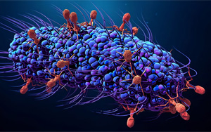 《Nature》噬菌体细胞核与人类细胞核的惊人相似性