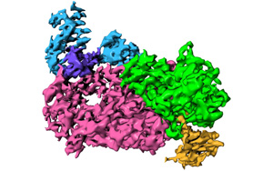 《Nature》发布COVID-19病毒复制的关键机制