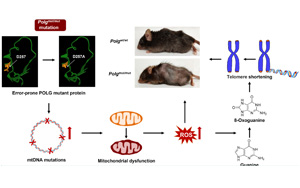 Nature子刊和Aging Cell两篇论文：线粒体功能障碍是如何导致早衰和疾病的