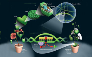 Nature子刊：“隐形”染色体传递积极性状的可利用性