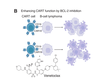 venetoclax与CAR-T联合治疗增强了CAR-T介导的肿瘤杀伤能力