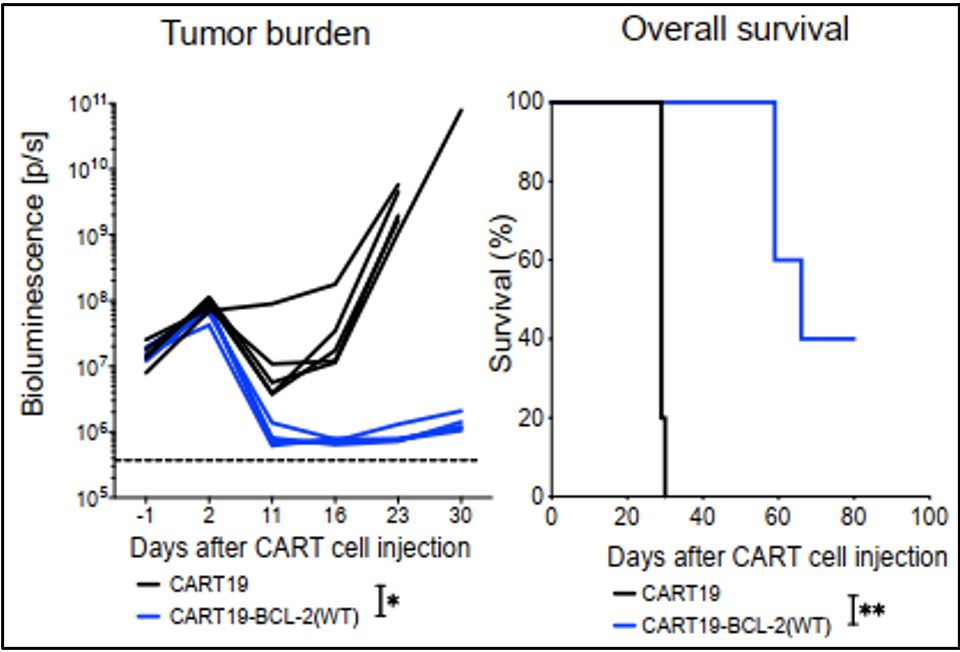 单独使用过表达BCL-2的CAR-T细胞也能控制肿瘤发展