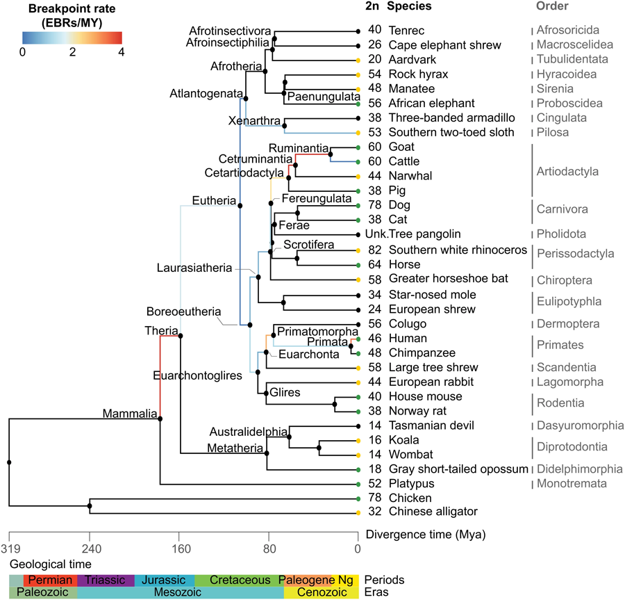 重建哺乳动物系统的16个祖先核型