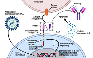 CAR-T，CAR-NK联合间充质干细胞，攻克实体瘤的新希望