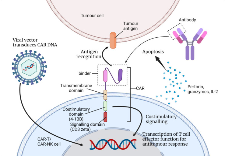 如何使用单克隆抗体基因工程将T细胞/NK细胞作为抗原结合受体和结合物一起用于表达CAR