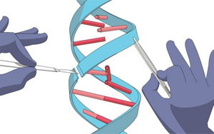 Nature Biotech：不受序列限制，精确切割DNA