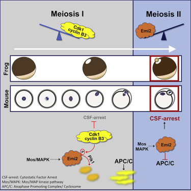 利用青蛙和老鼠的卵细胞，已经证明Cyclin B3通过与另一种蛋白质一起引起Emi2的降解