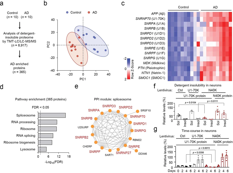对AD小鼠中不溶蛋白质进行串联质谱标记（TMT）图像分析和定量免疫印迹分析