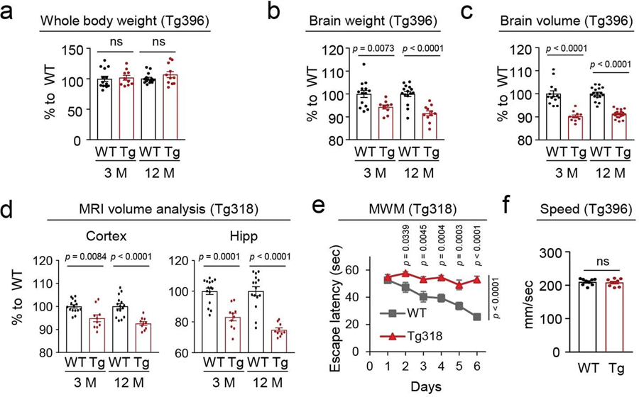 N40K-Tg小鼠表现出脑重量减轻和脑容量减少，但运动能力正常