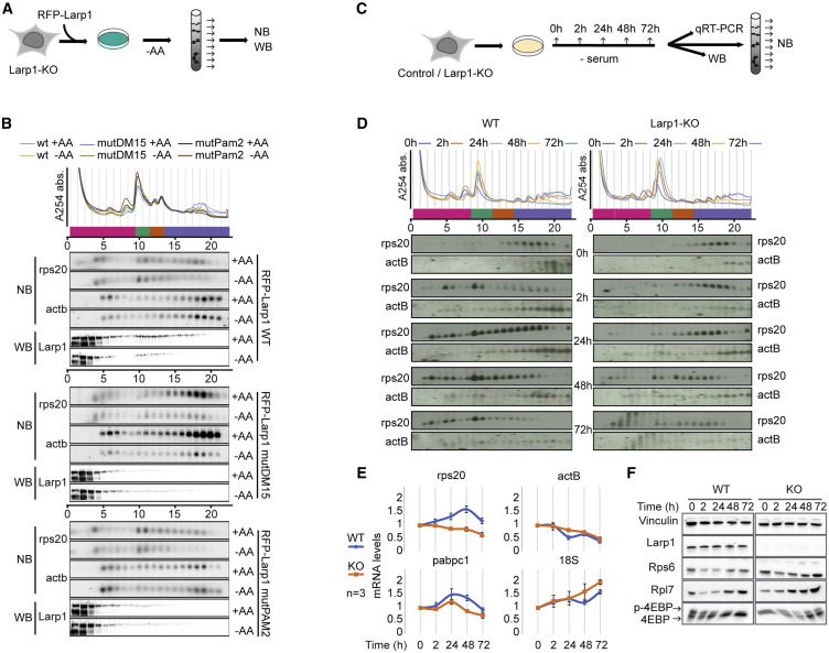 5'TOP mRNA的共迁依赖于LARP1并在长时间饥饿期间维持