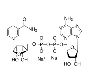 NADH（还原型辅酶I）