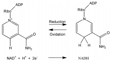 NAD作用原理