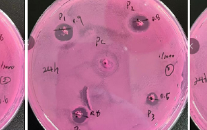 西宝生物KroVin300防腐剂抑菌实验和效果 - 霉菌篇